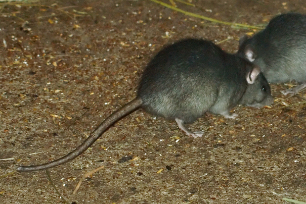 Images Pest Control Solutions