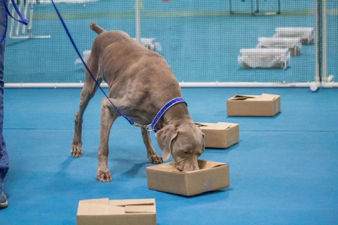 Canine College Photo