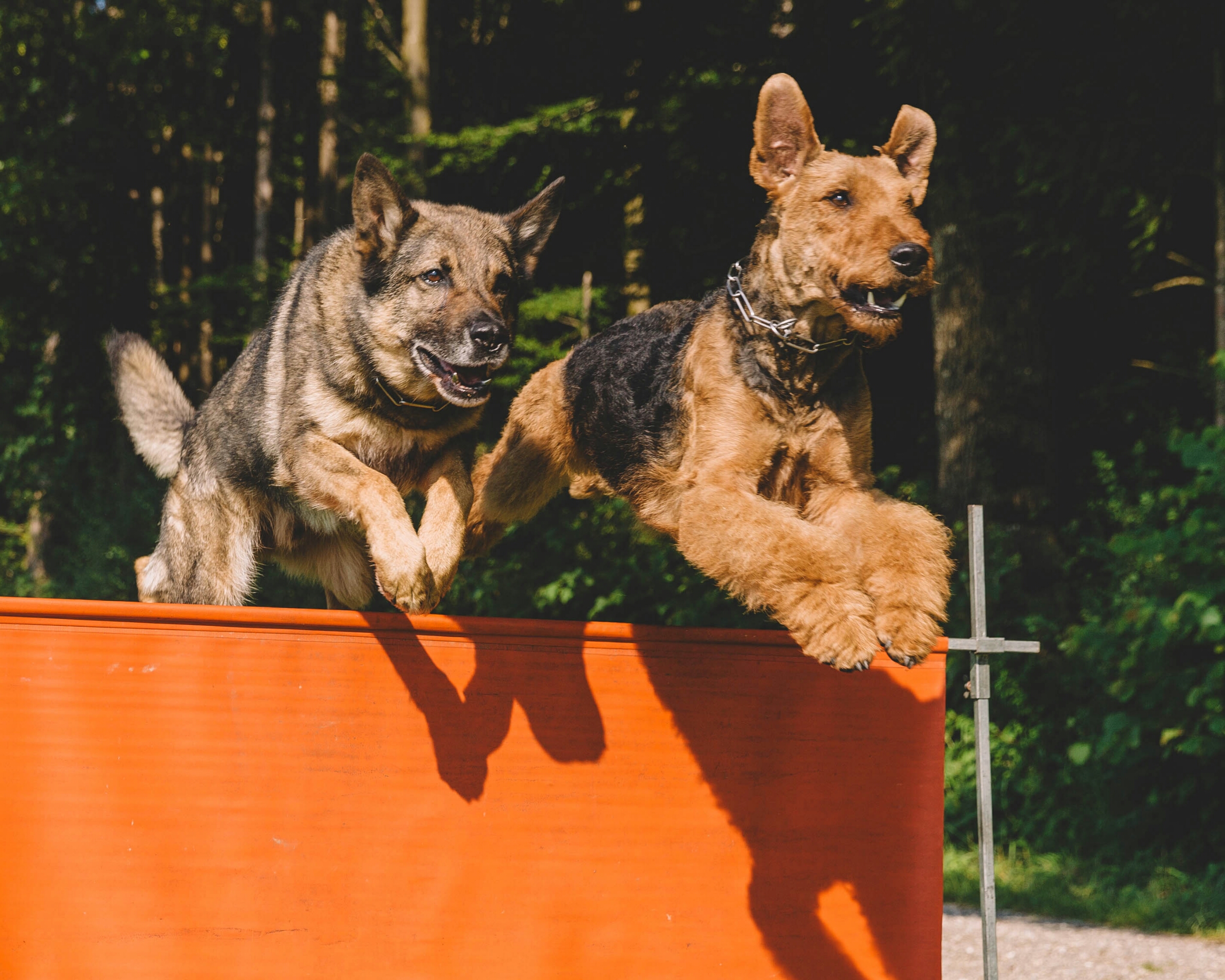 Hundesalon Happyparadise, Schaffhauserstrasse 245 in Beringen