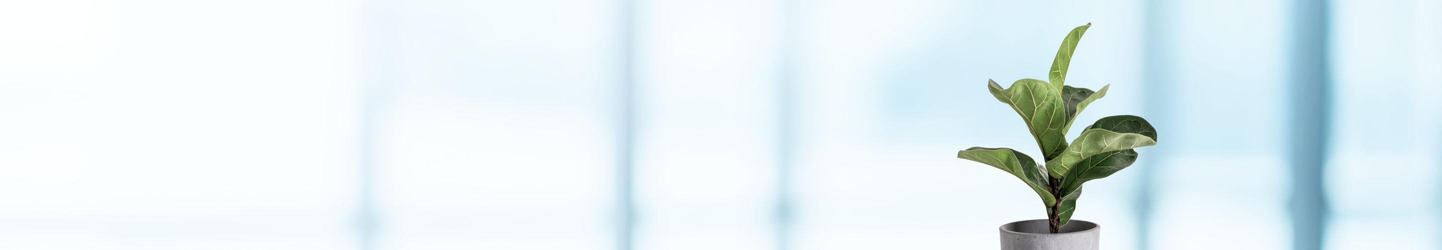 Une plante verte sur une table.