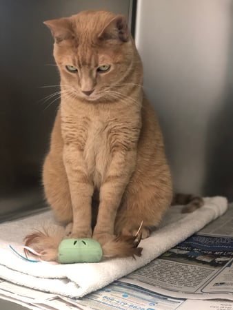 Images Melrose La Brea Animal Hospital