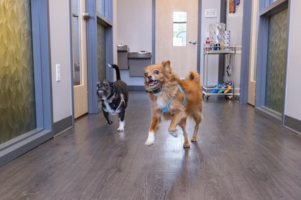 Images PetVet365 Pet Hospital Denver / University
