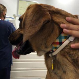 Images Clínica Veterinaria Doctor Waksman