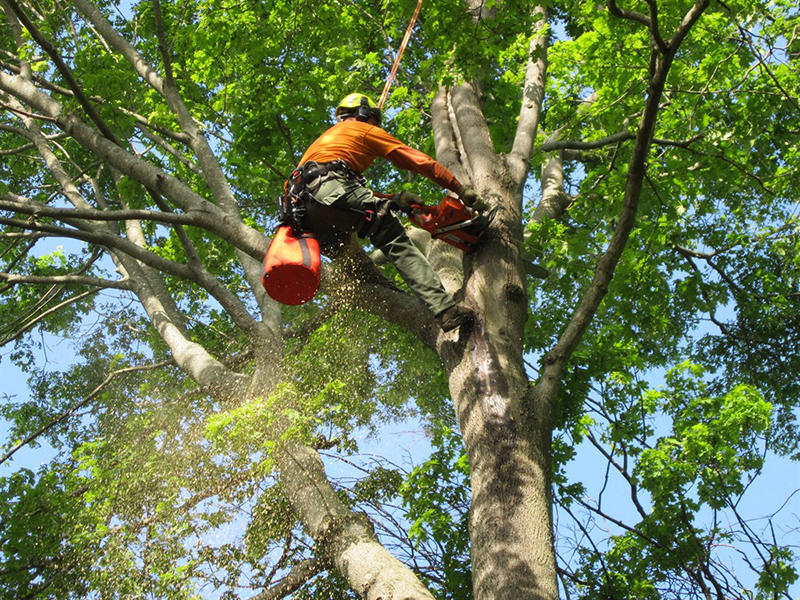 Pulla Tree Service LLC Photo