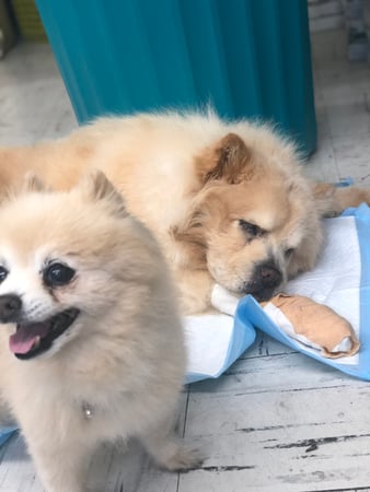 Images Melrose La Brea Animal Hospital