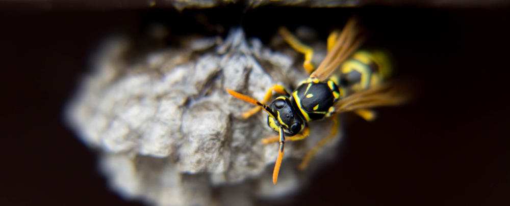 Wespen Entfernen Frick WespenExperten, Bahnhofstrasse 15 in Frick