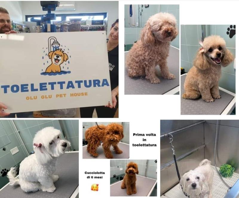 Images Glu Glu Pet House