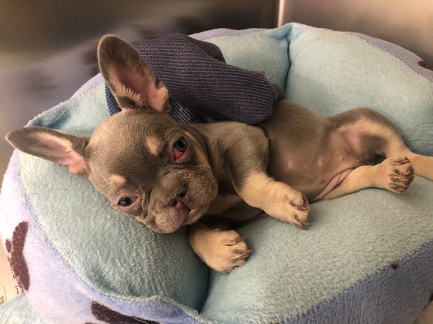 Images Melrose La Brea Animal Hospital