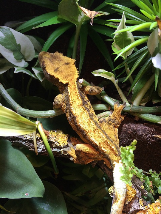 Handmade-Terrarienbau, Steinsstr. 59a in Mönchengladbach