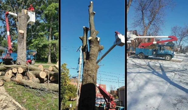 Images Meca Tree Service