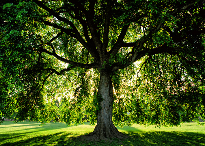 Images J. Daniels' Trees