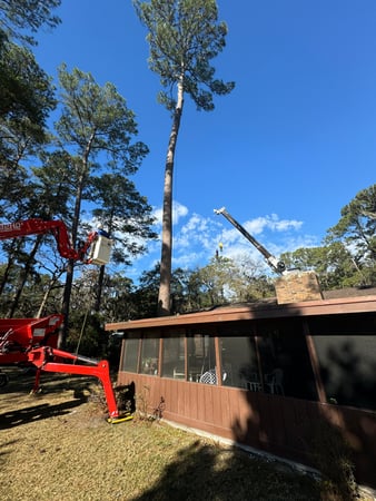 Images Magana Tree Service
