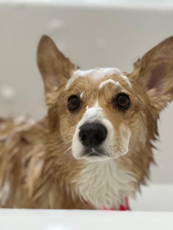 Images Paws Up Pet Grooming