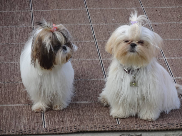 Images Victorian Dynasty Shih Tzu
