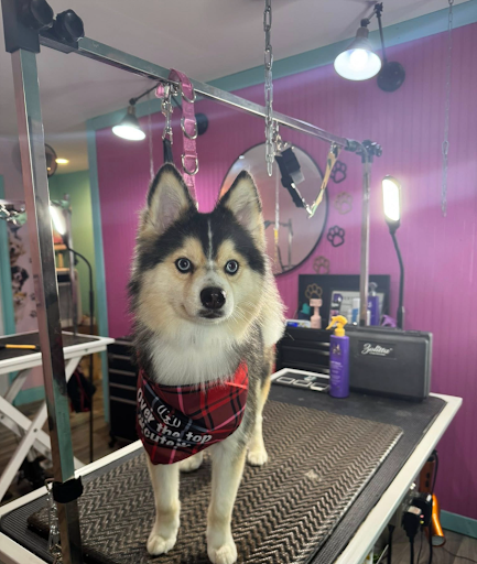 Images Love and Care Grooming Salon