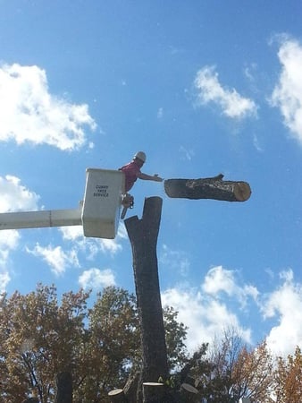 Images Curry Tree Service