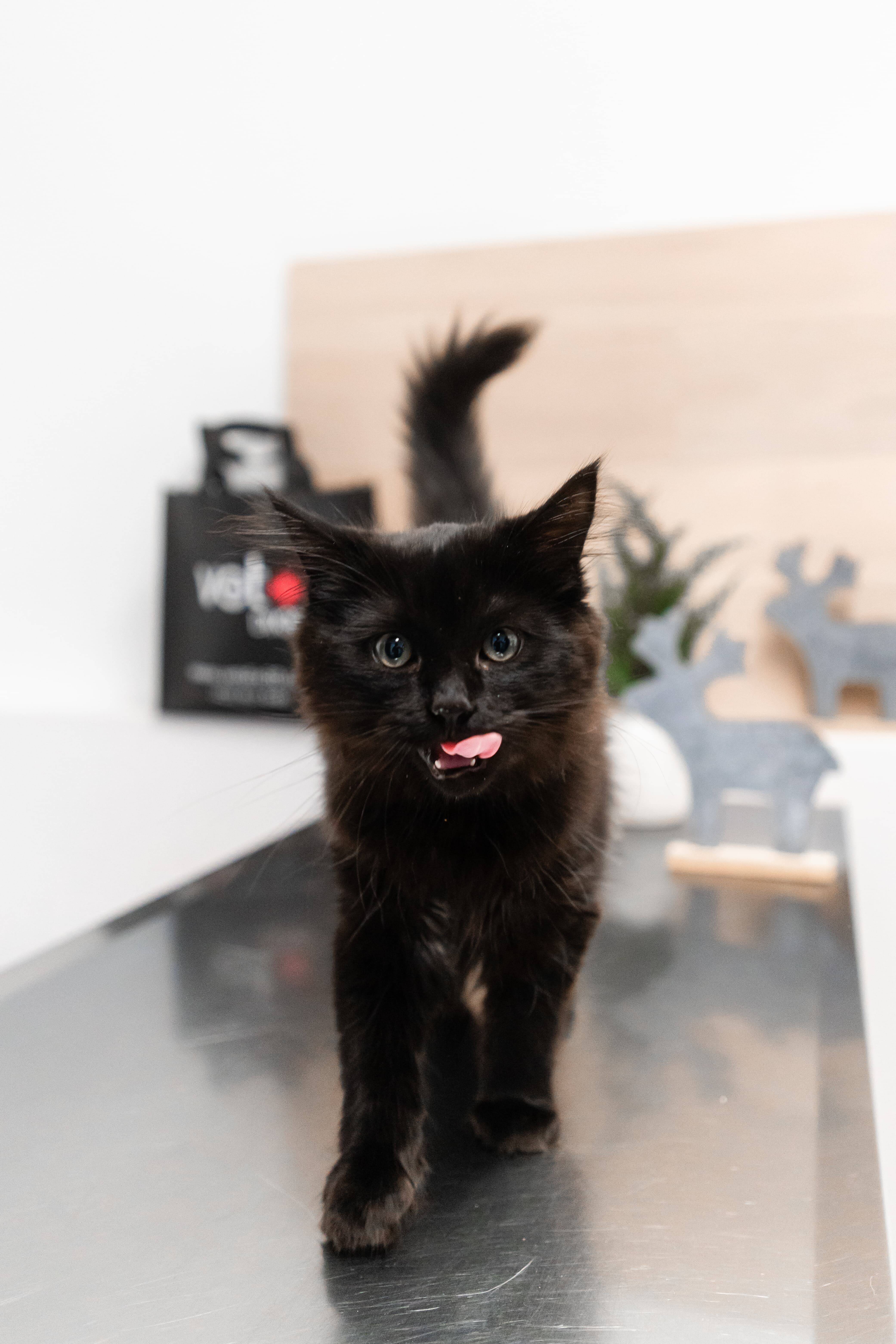 Images Clinique Vétérinaire Quartier Dix30