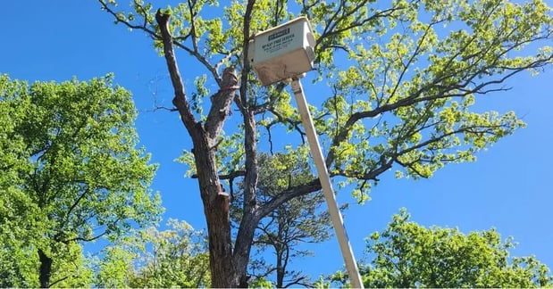 Images McKay Tree Service