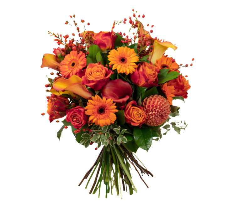 Images Fiori Pagnozzi