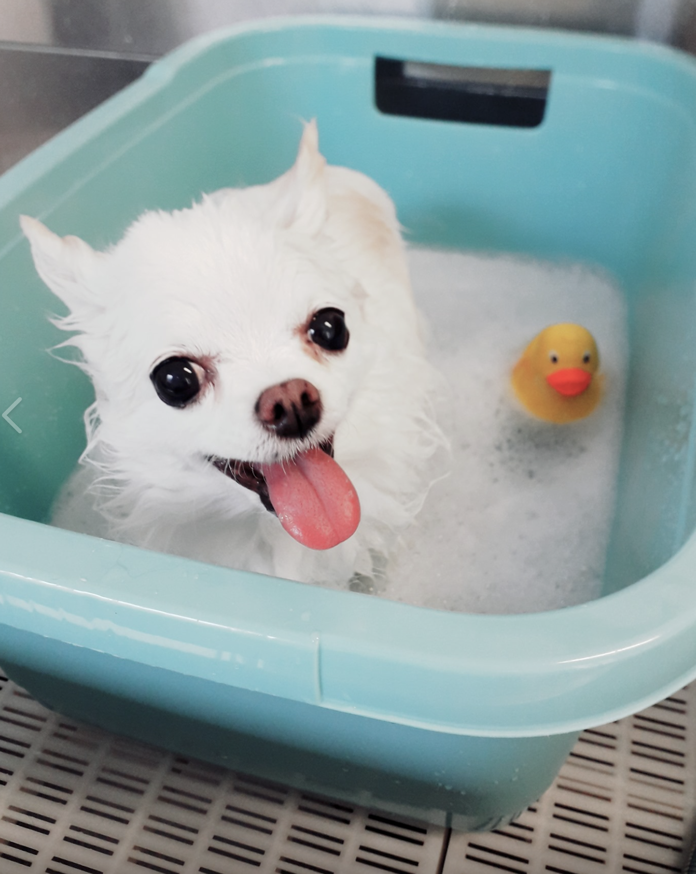 Klippdog - Michaela Wimböck, Neunkirchner Straße 15 in Wiener Neustadt