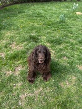 Images Poopie Scoopers r-us Sir Scoop