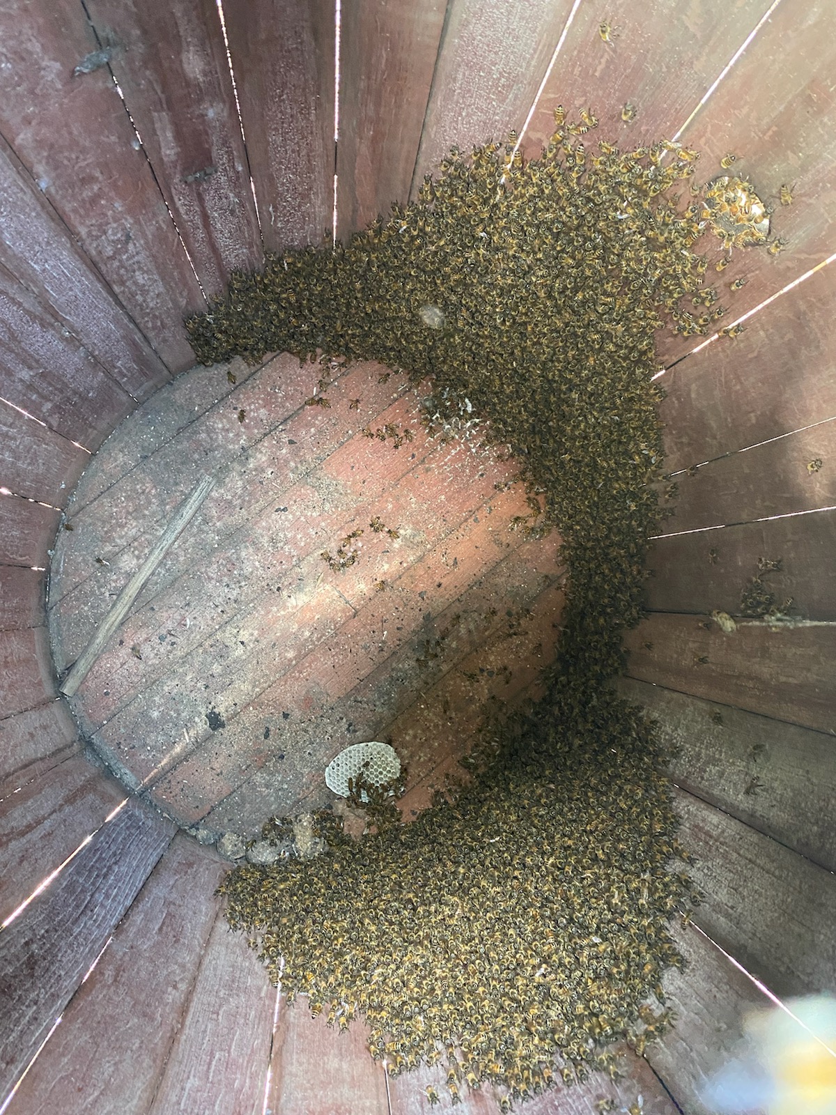 Superior Bee Control - Bee colony relocation 