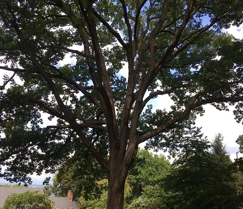 Images Greenway Tree Care