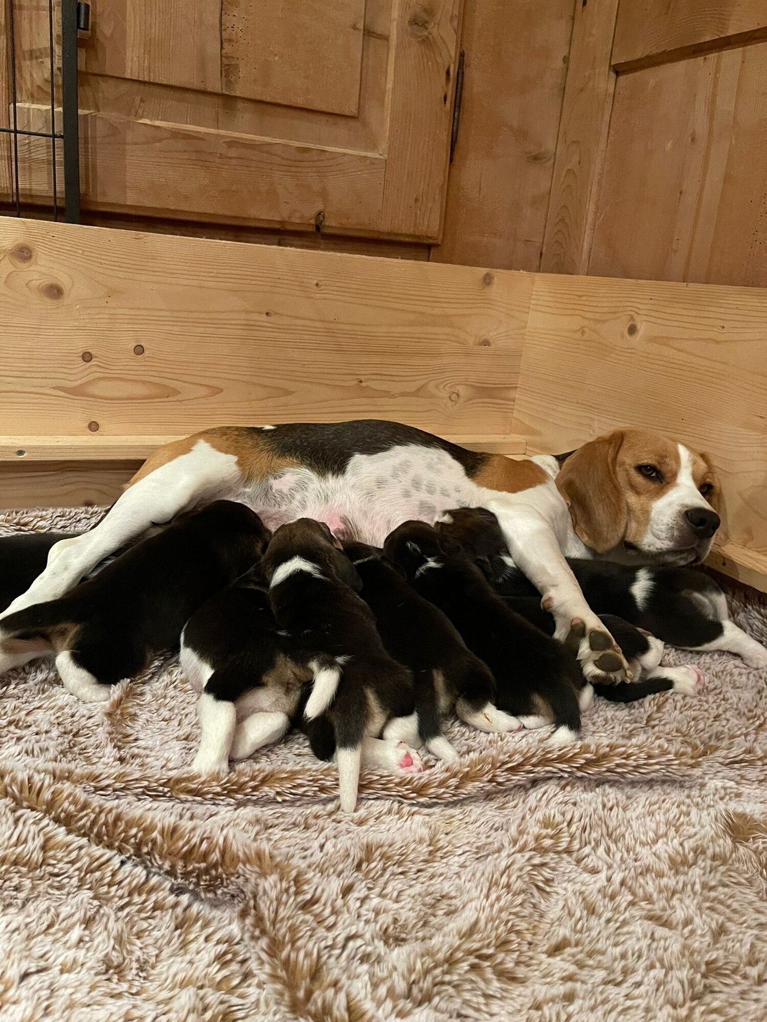 Bilder Beagleszucht Appenzell