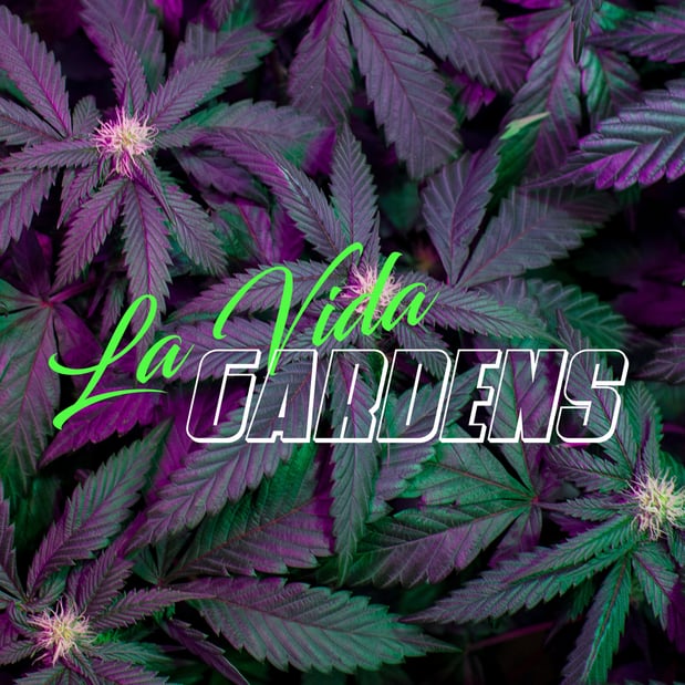 Images La Vida Gardens Dispensary Belleville NJ