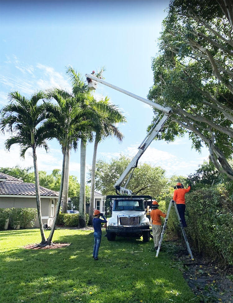 Tree Service Fort Lauderdale Broward & Miami Dade