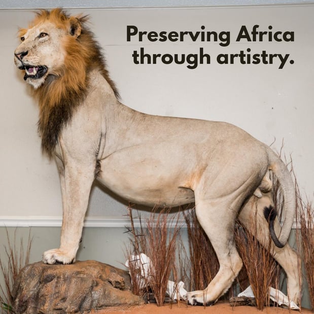 Images Safari Life Taxidermy