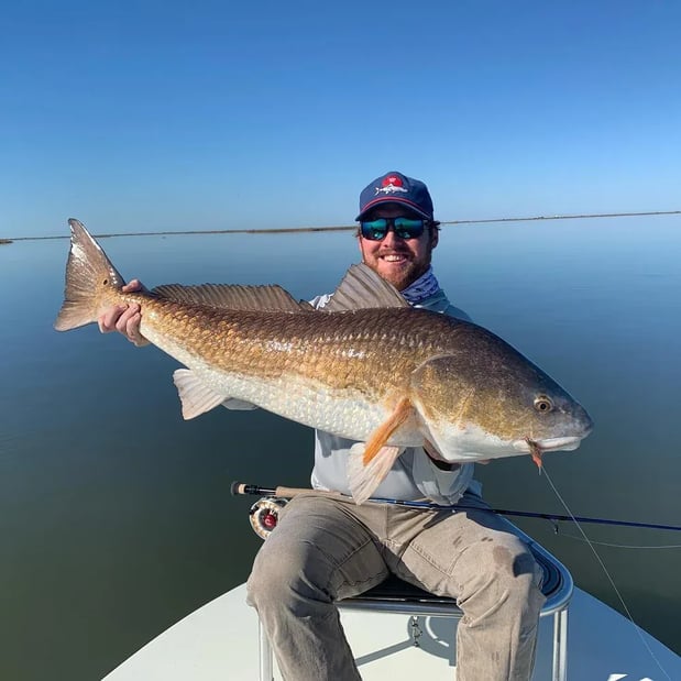 Images The Southern Fly