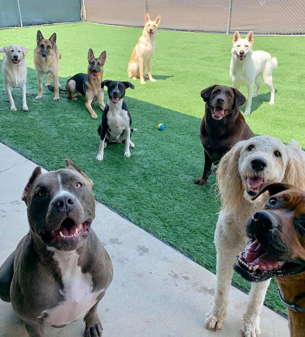 Images Creature Comforts Veterinary Resort and Suites, Inc.