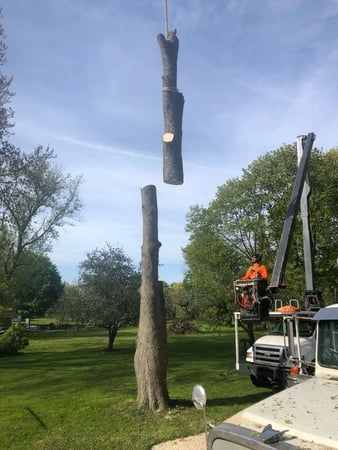 Images Timber Tree Service