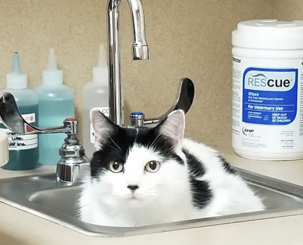 Images Amesbury Animal Hospital