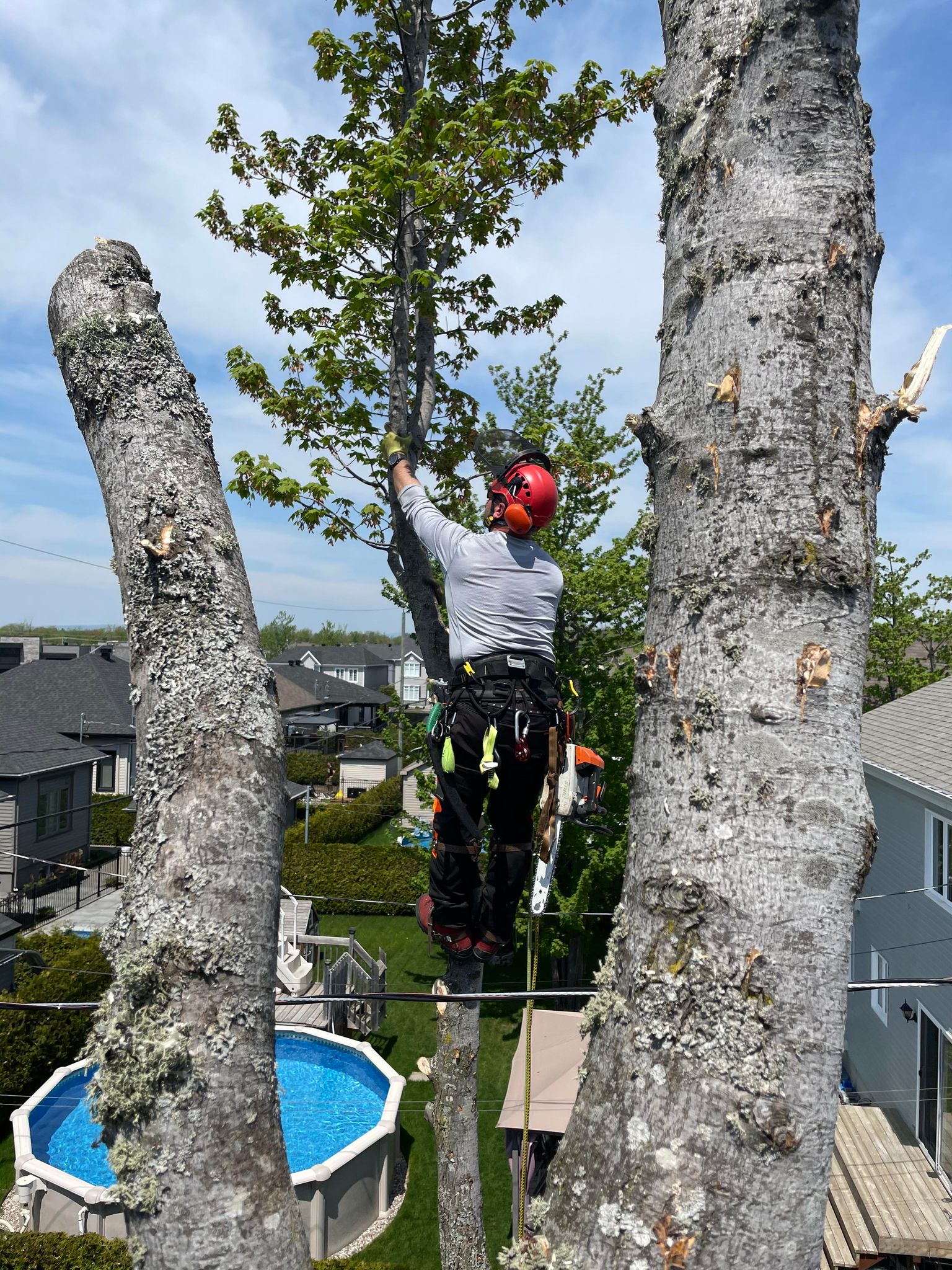 Images Arboriculture DB Inc.