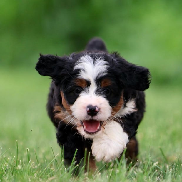 Images Berry Patch Puppies LLC