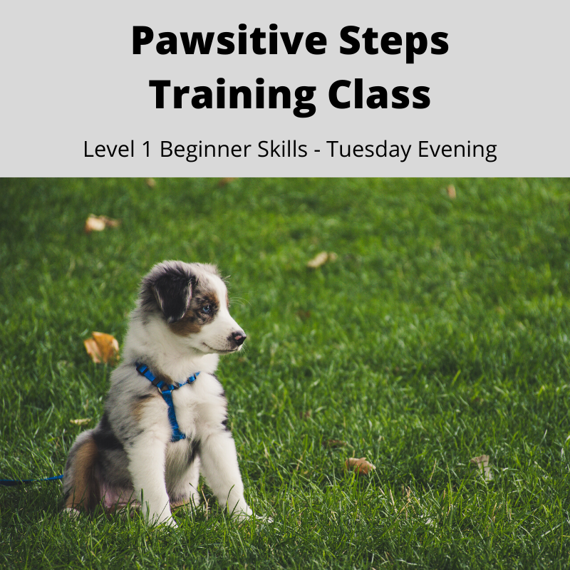 Image of Local Pet Event Pawsitive Steps Training Class - Level 1 Beginner Skills Nearby