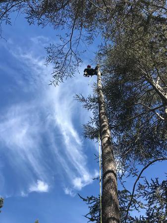 Images Ned Patchett Tree Care & Consulting