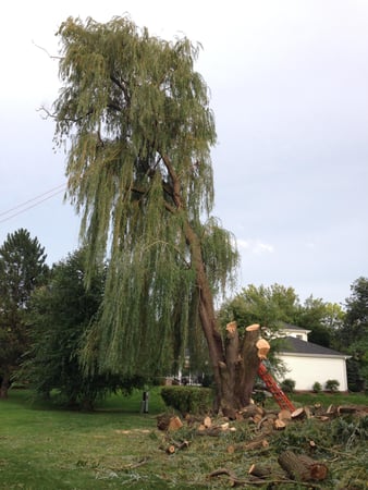 Images Gabriel's Landscape & Tree Services Inc.