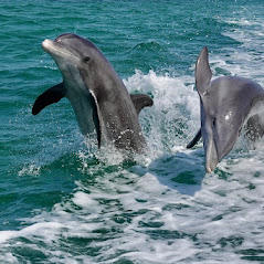 Images Passage Key Dolphin Tours