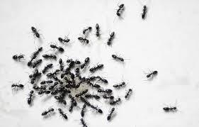 Superior Pest Management Lafayette (765)418-5000