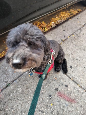 Images Downtown Brooklyn Pet Care