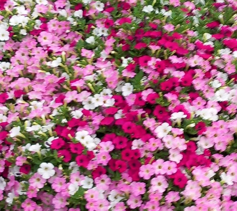 Images Floricoltura Bluflora