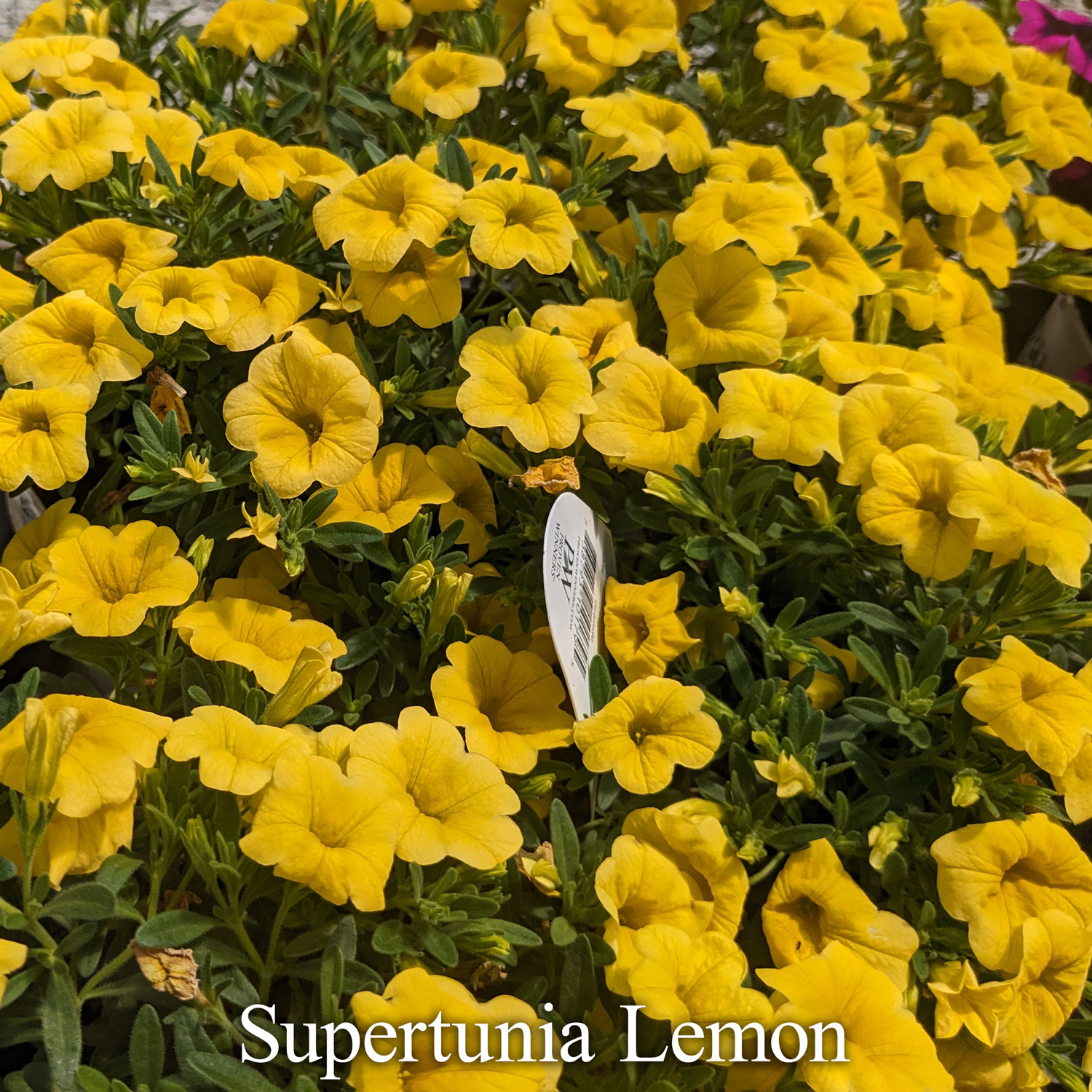 Supertunia Lemon Petunias