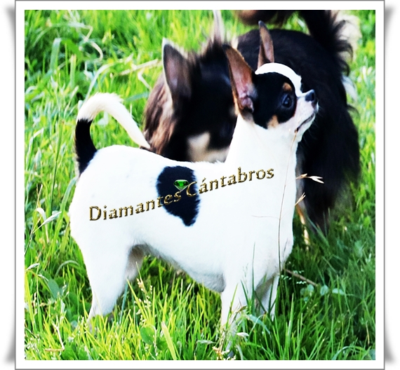 Images Diamantes Cantabros