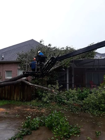 Images Kodiak Tree Service