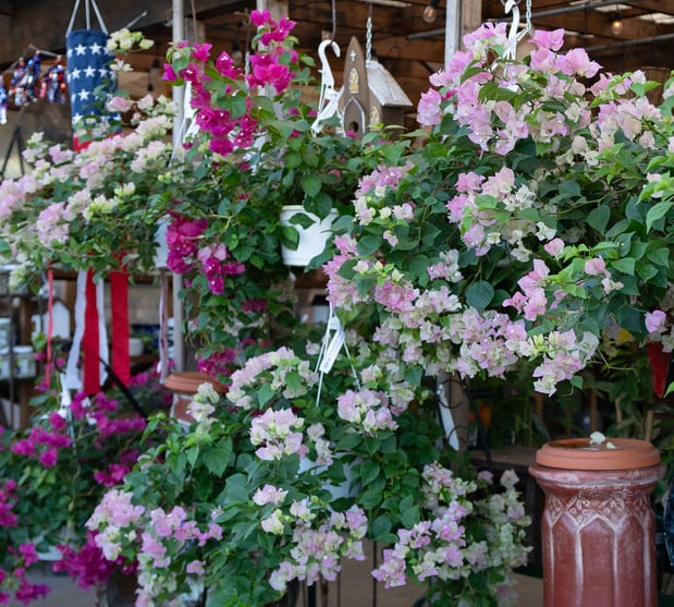 Images Green's Produce and Plants