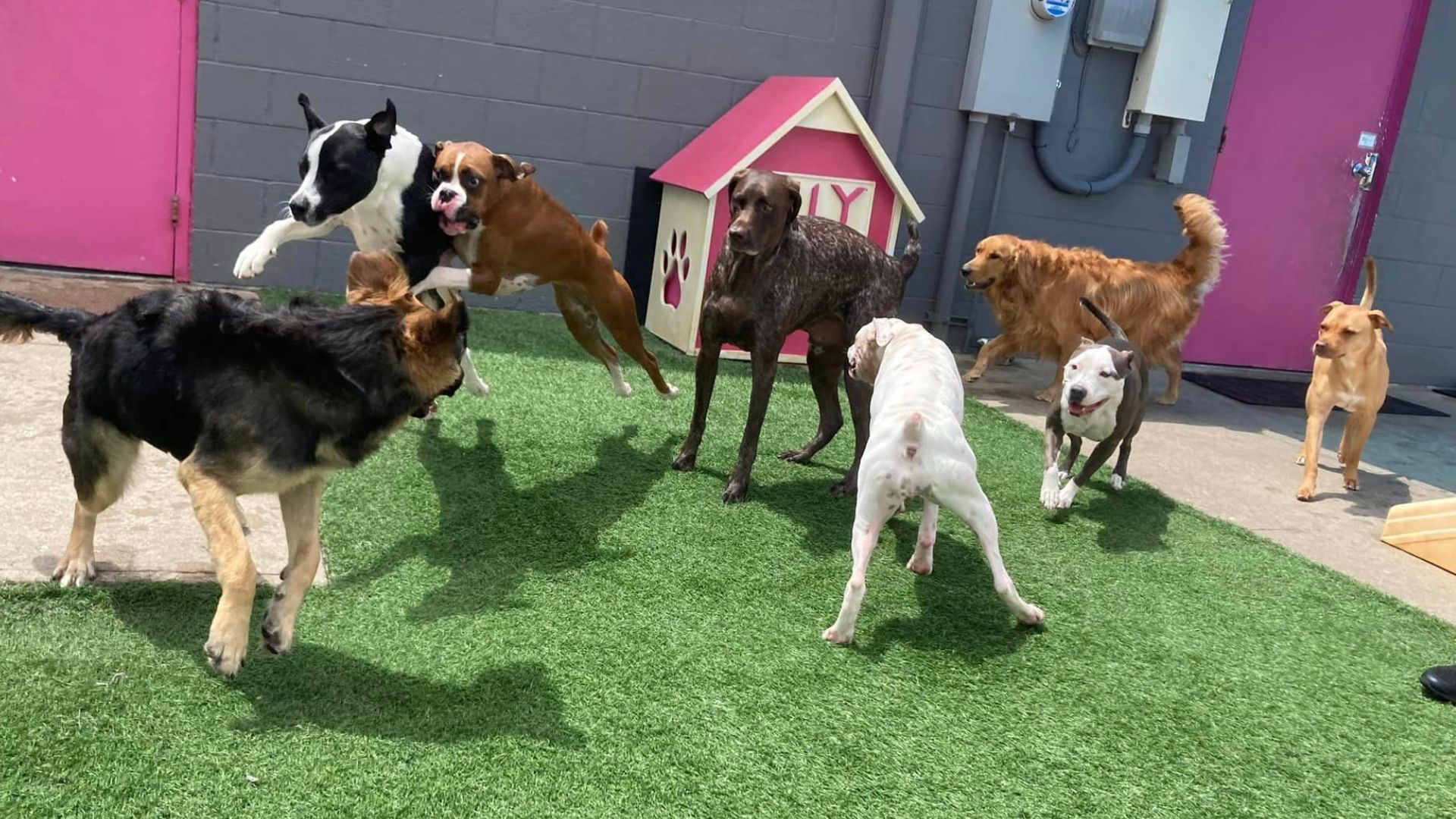 Capture the joy and energy of our Doggy Daycare Play Zone in this vibrant photo featuring a group of lively pups enjoying their playtime. This area, designed with safety and fun in mind, is the perfect spot for dogs of all sizes to romp and socialize under careful supervision, ensuring they return home happy and tired.