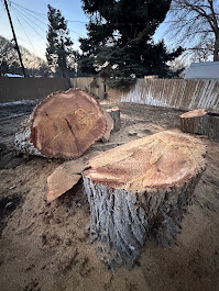 FILI Tree Expert & Landscaping LLC Image